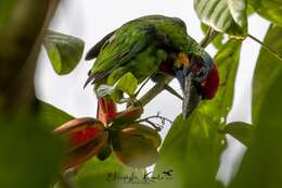 Image of Red-crowned Barbet