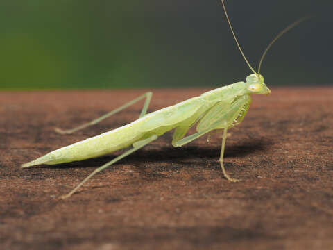 صورة Tropidomantis (Tropidomantis) gressitti Tinkham 1937