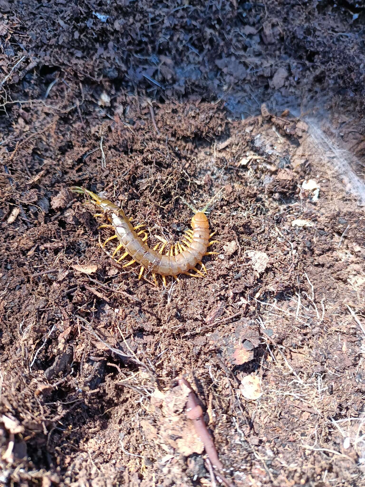 Image of Scolopendra pomacea C. L. Koch 1847