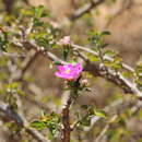 Image of Pereskia bahiensis Gürke