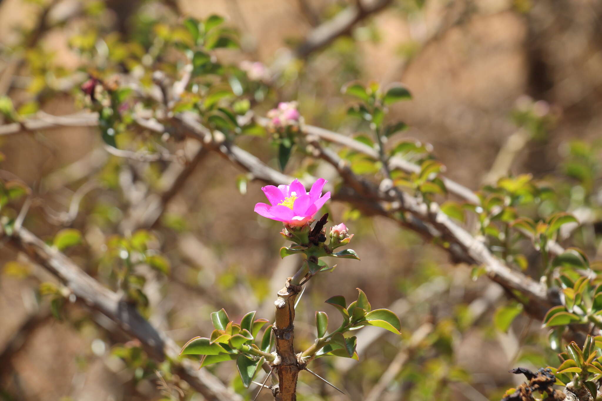 Pereskia bahiensis Gürke resmi