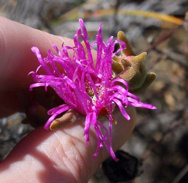 Image of Drosanthemum giffenii (L. Bol.) Schwant. apud Jacobsen