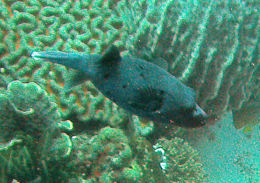 Image of Black Spotted Blow Fish