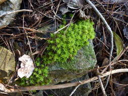 Image of Bearded Screwmoss