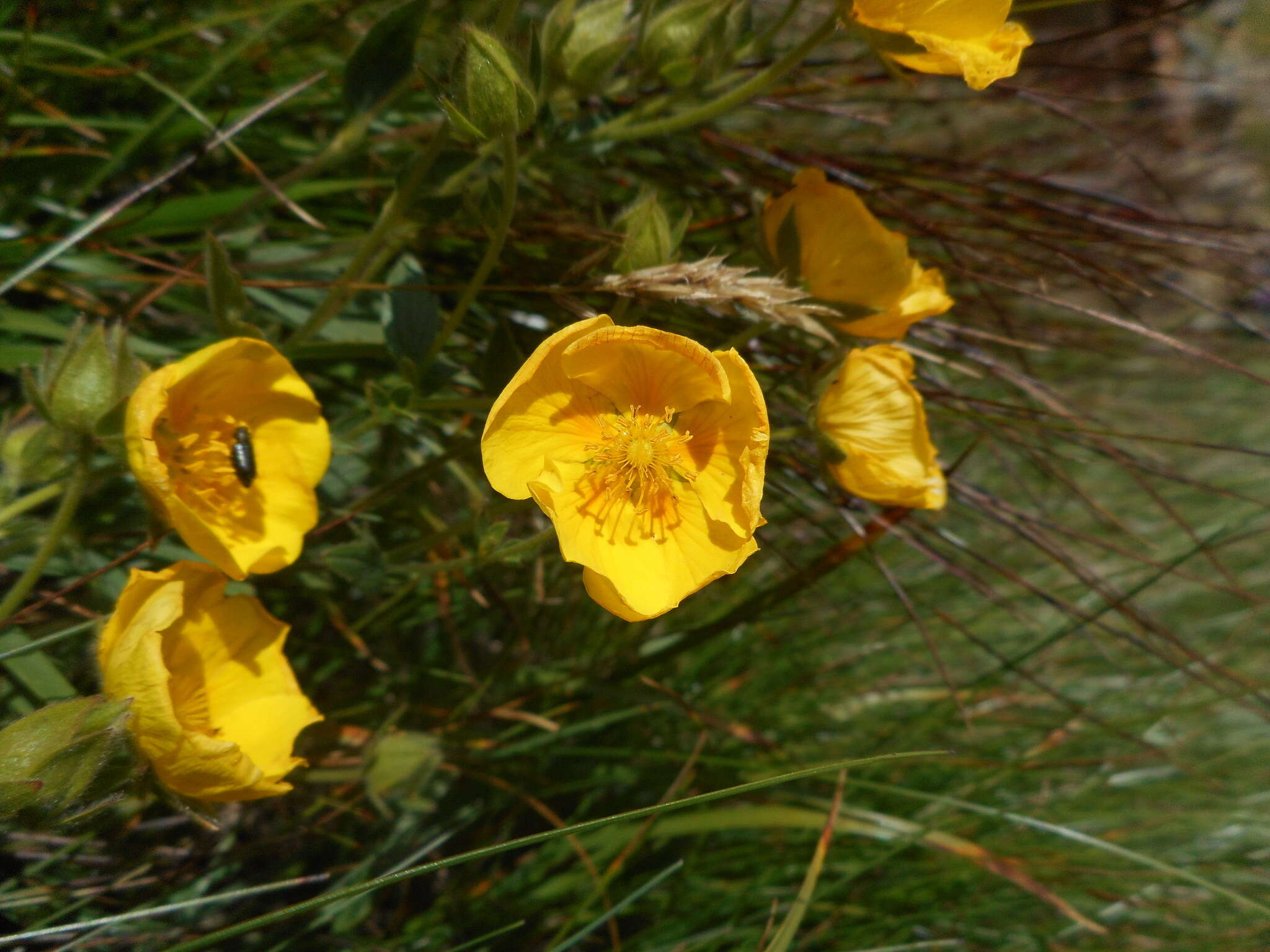 Image de Potentille à grandes fleurs