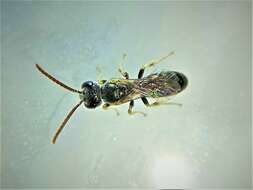 Image of Lasioglossum mandibulare (Morawitz 1866)