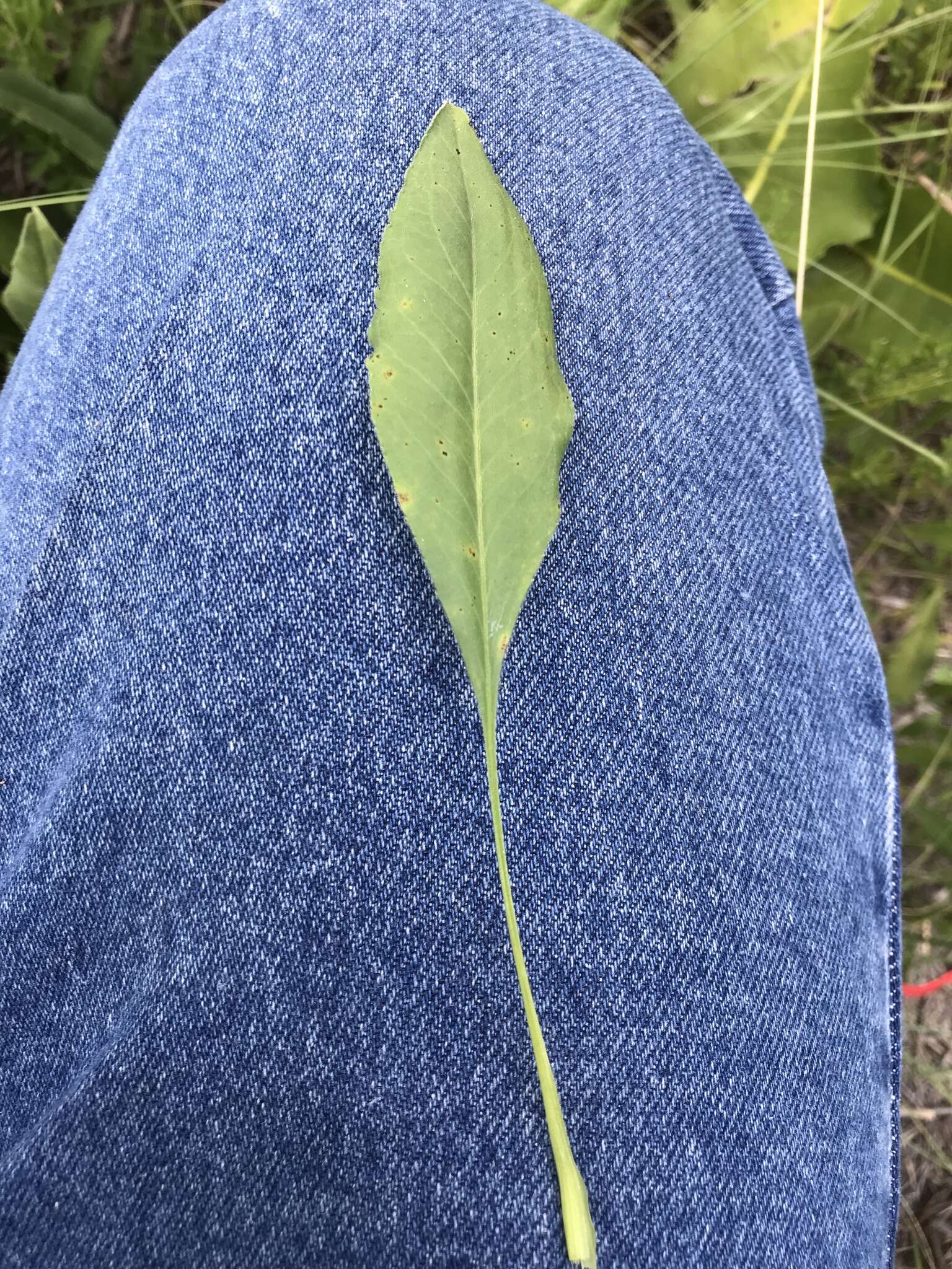 Слика од Solidago rigida subsp. glabrata (Braun) S. B. Heard & J. C. Semple