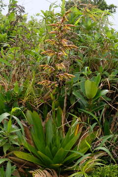 Image of Guzmania plumieri (Griseb.) Mez