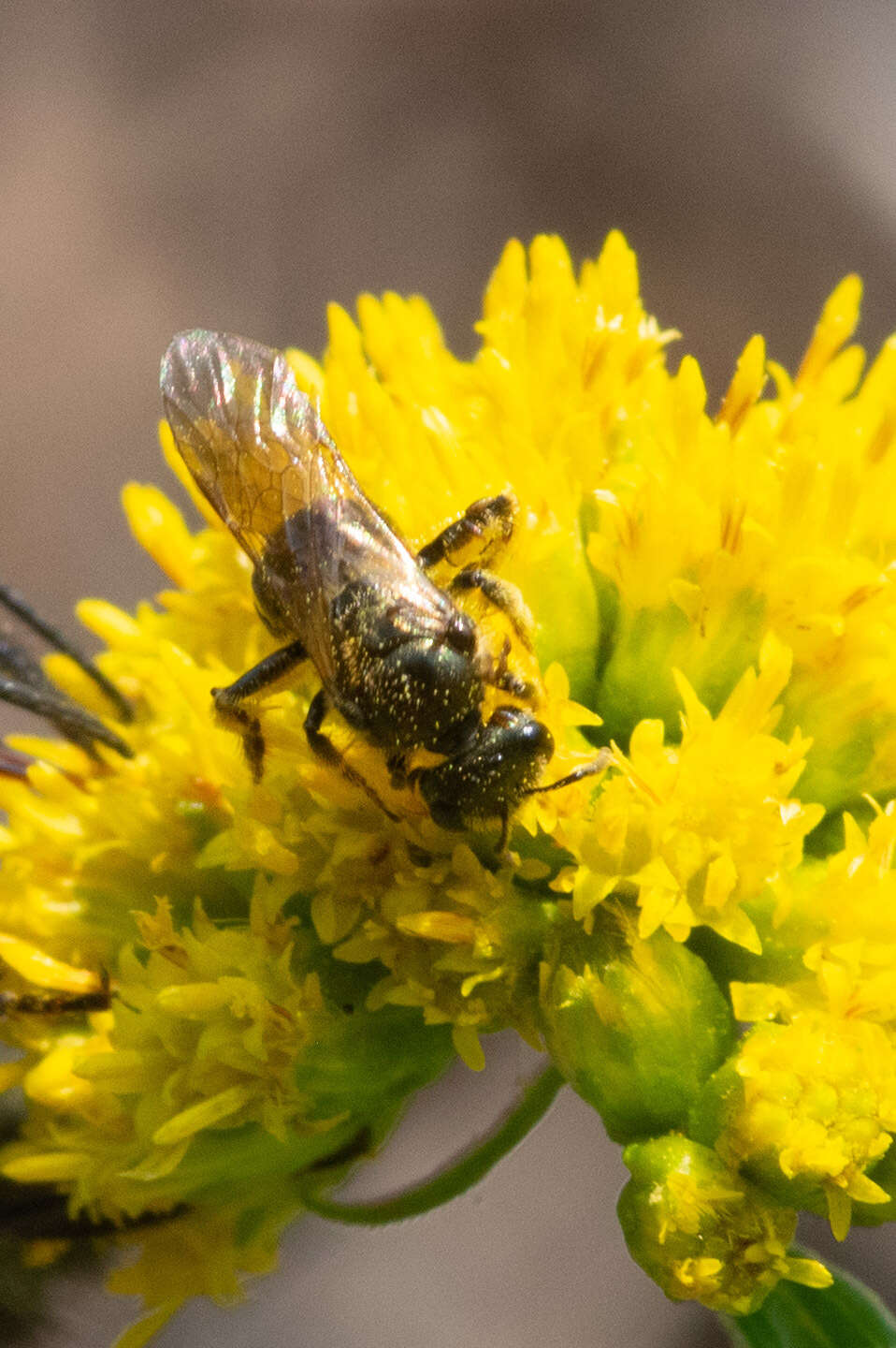 Lasioglossum nigroviride (Graenicher 1911)的圖片