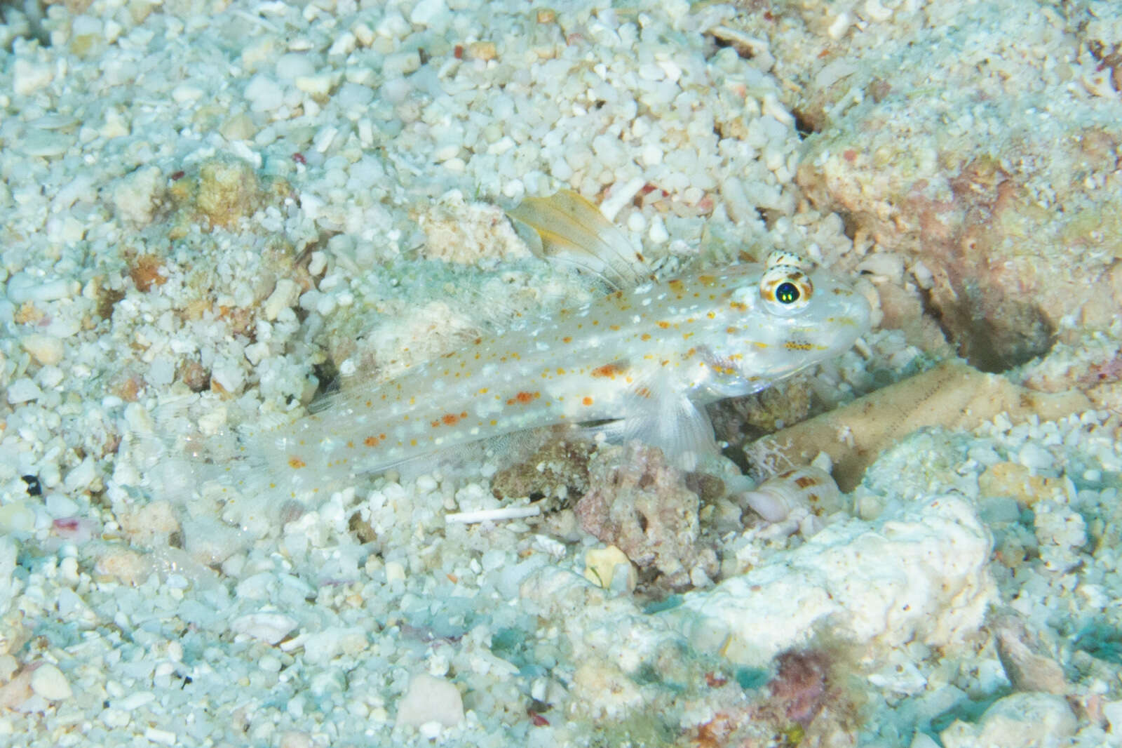 Fusigobius melacron (Randall 2001) resmi