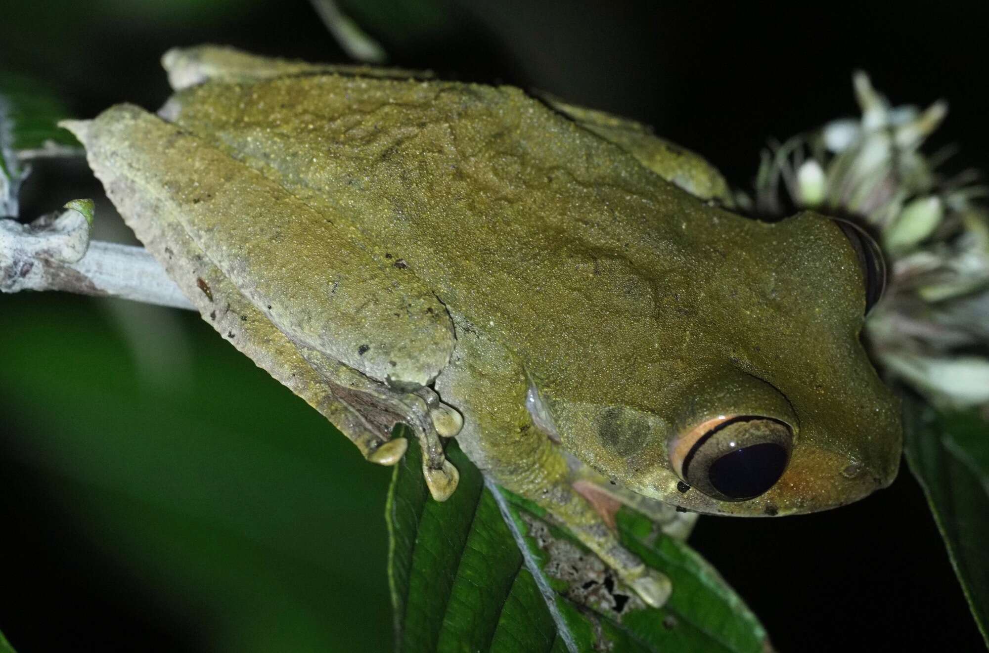 Image of Boophis roseipalmatus Glaw, Köhler, De la Riva, Vieites & Vences 2010