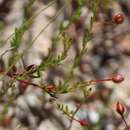 Crocanthemum pugae (G. Calderón de Rzedowski) resmi