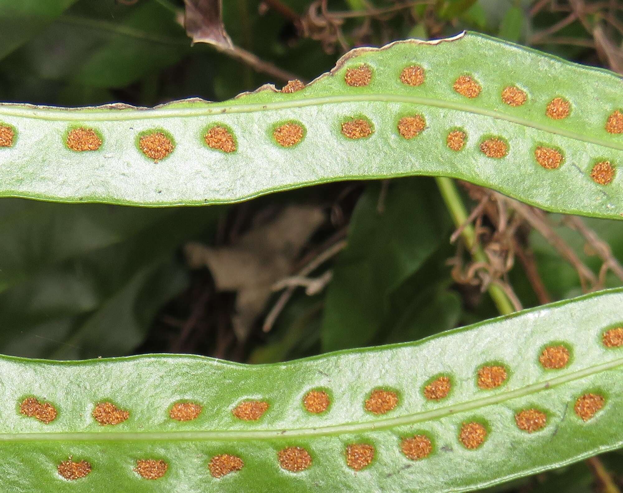 Image of monarch fern