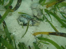 Image of Striated cone snail