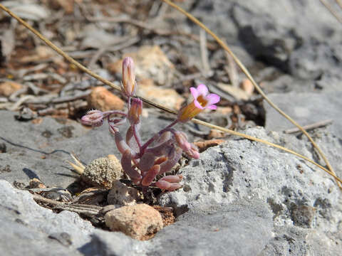 Image of Sedum mucizonia