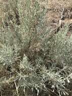 Image of silver sagebrush