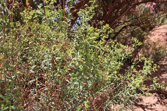 Sivun Euphorbia bupleuroides Desf. kuva