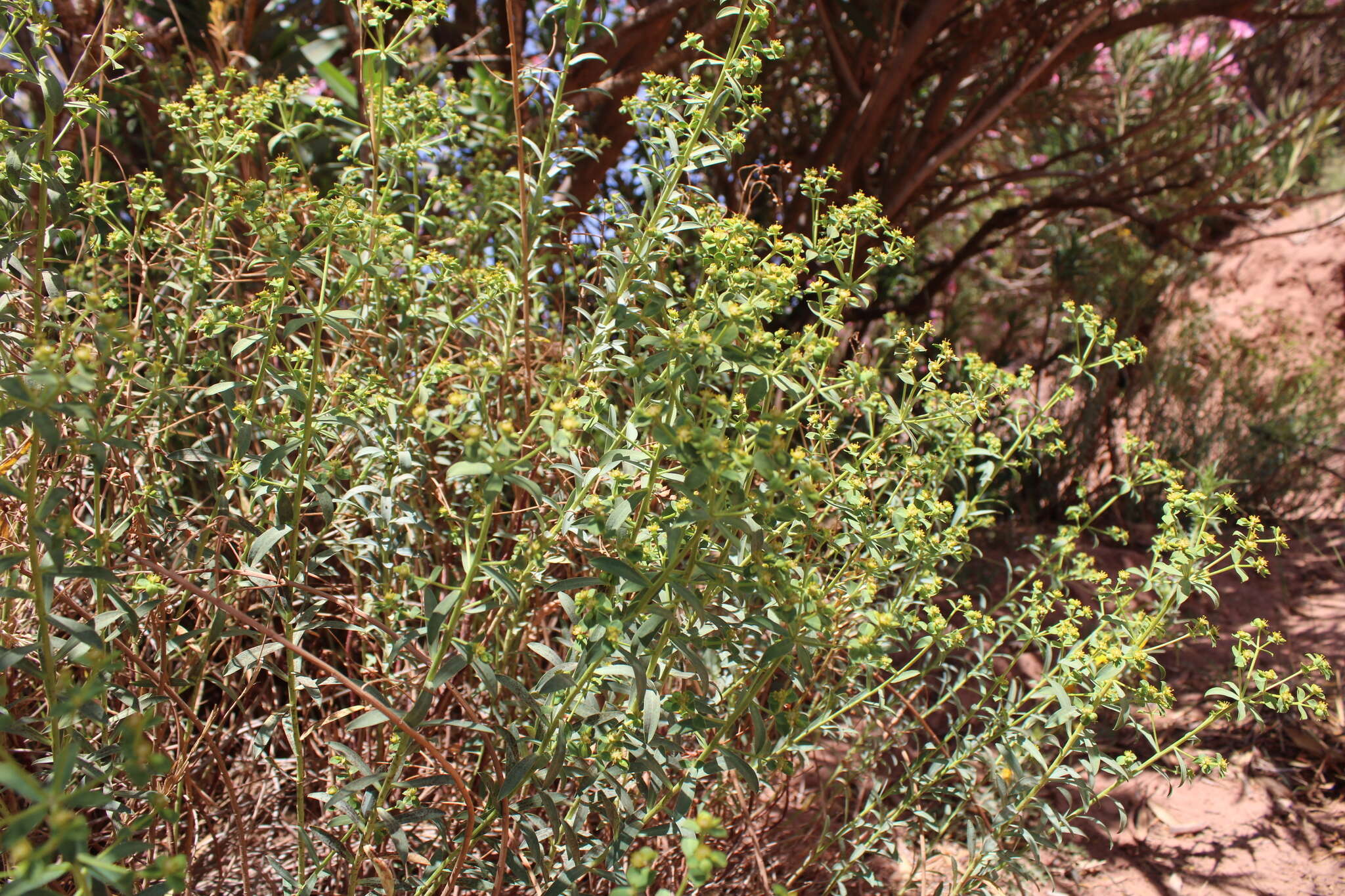 Image of Euphorbia bupleuroides Desf.