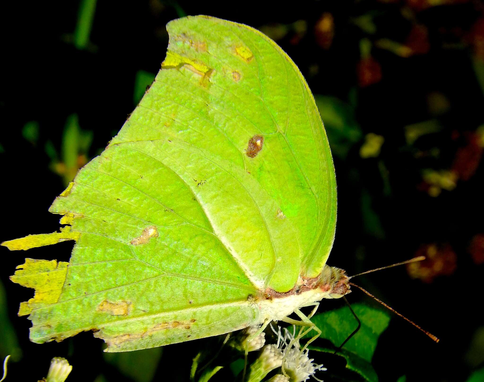 Image of Yellow Angled-Sulphur