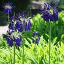 صورة Agapanthus inapertus subsp. pendulus (L. Bolus) F. M. Leight.