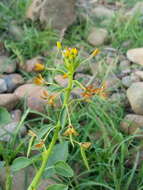 Image of Cleome rupicola Vicary