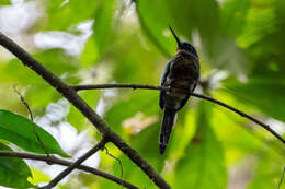 Image of Purplish Jacamar