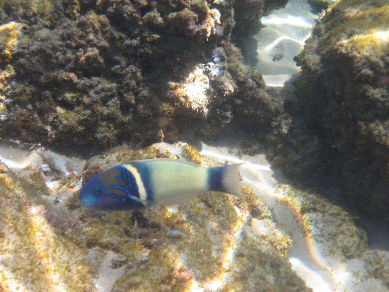 Image of Goldbar wrasse