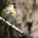 صورة Vireo griseus bermudianus Bangs & Bradlee 1901