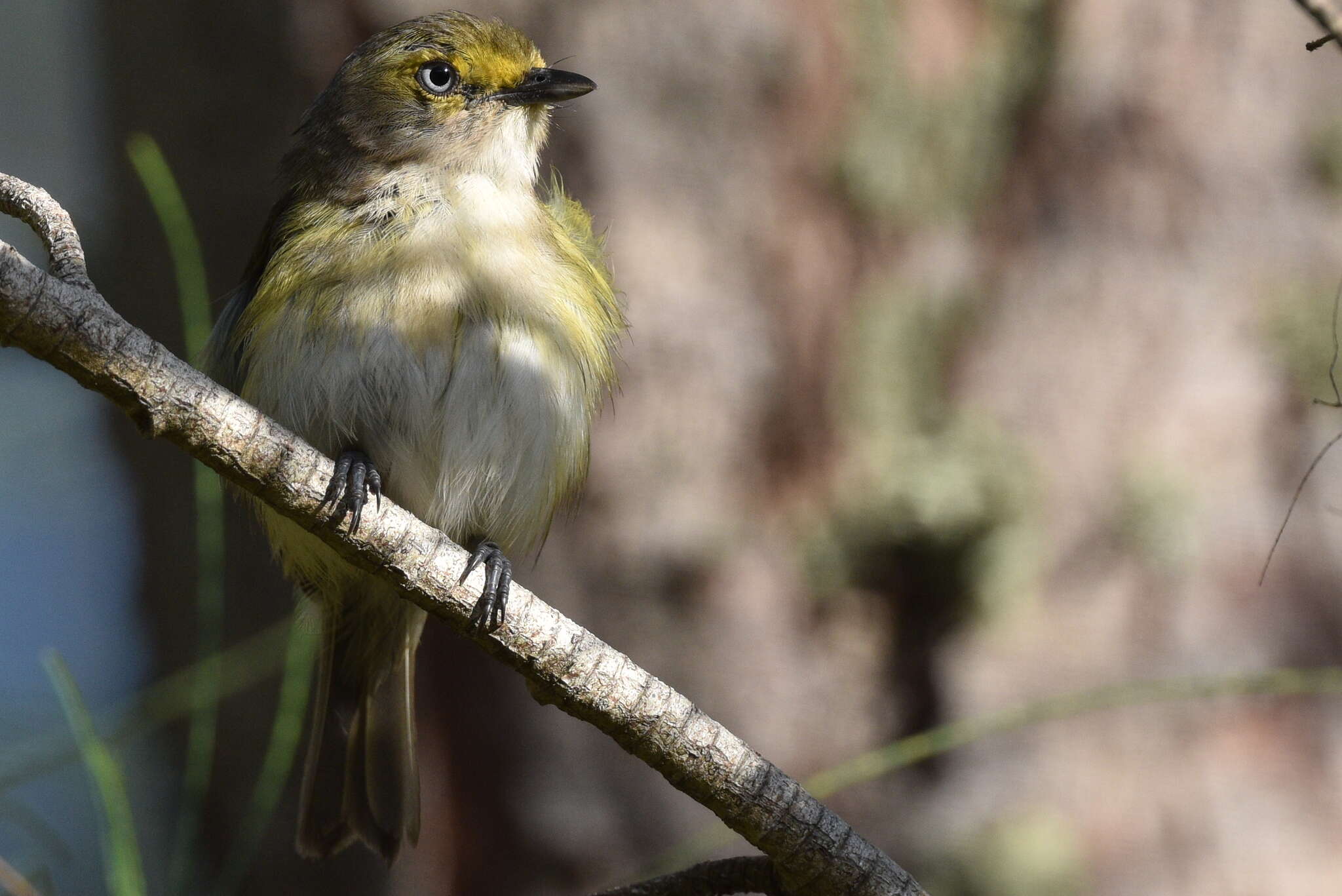 Слика од Vireo griseus bermudianus Bangs & Bradlee 1901