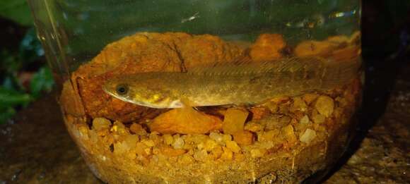 Image of Dwarf snakehead