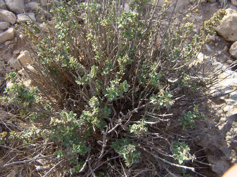 Image of Origanum dayi Post