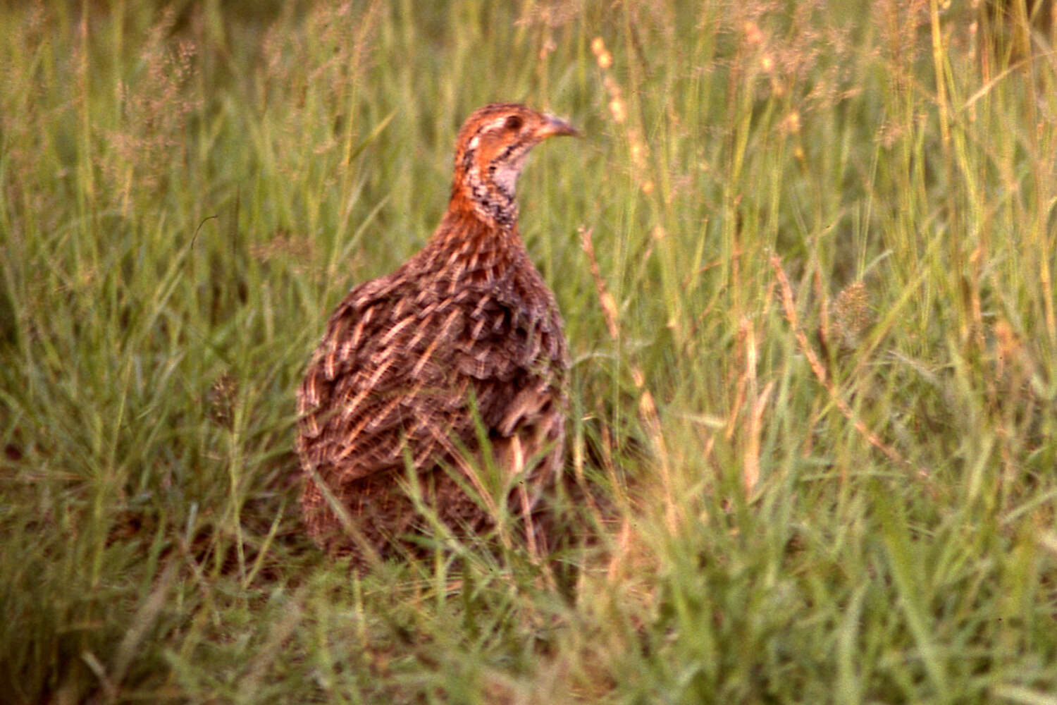 Imagem de Scleroptila gutturalis levalliantoides (Smith & A 1836)