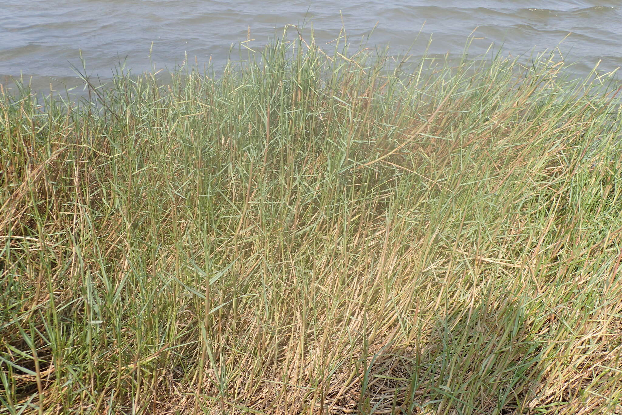 Image of Seashore paspalum