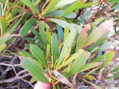 Image of Eucalyptus mcquoidii Brooker & Hopper