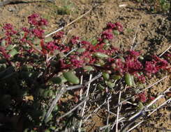 Image of Trianthema parvifolia E. Mey.