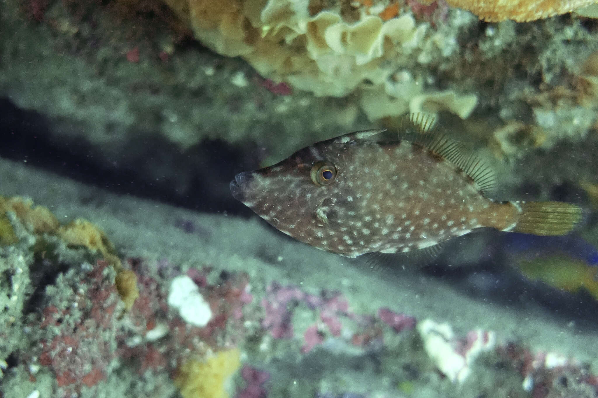 Image of Yellow-striped leatherjacket