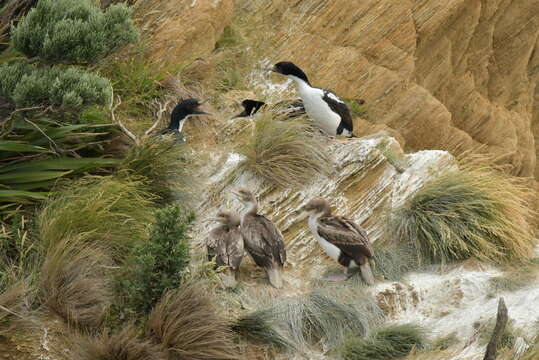 Image of New Zealand King Shag