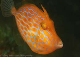 Image of Deep-bodied leatherjacket