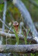 Image of Curled-tongue shell orchid