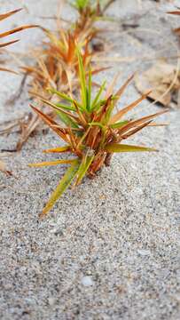 Cyperus pedunculatus (R. Br.) J. Kern的圖片