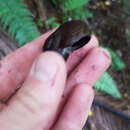 Image of Powelliphanta gilliesi (E. A. Smith 1880)