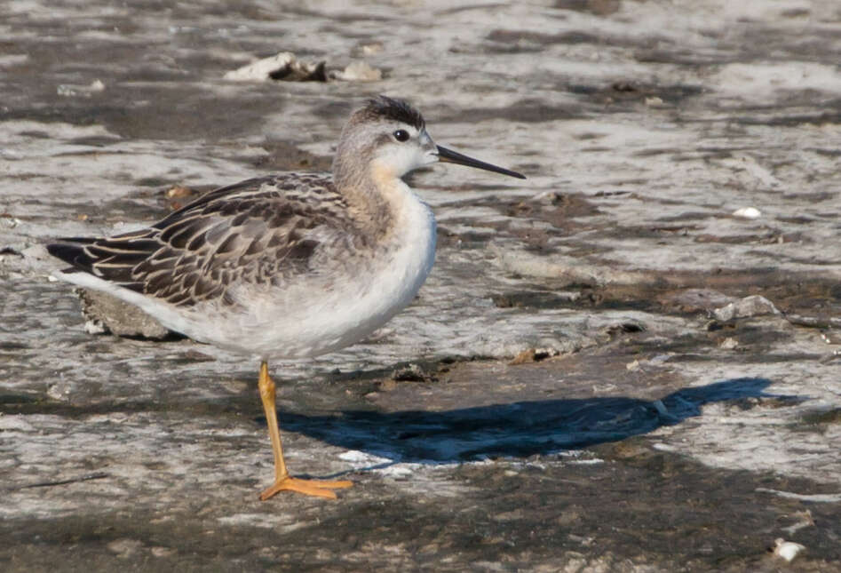 Image of Wilson's Phalarope