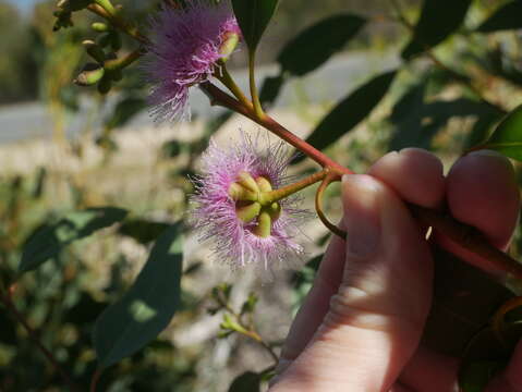 Слика од Eucalyptus albopurpurea (Boomsma) D. Nicolle