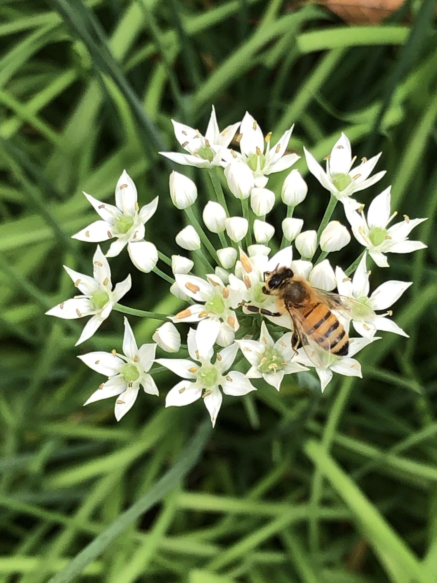 Image of Chinese chives