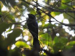 Image of Lesser Racket-tailed Drongo