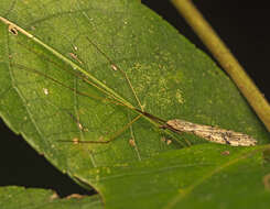 Image of Austrolimnophila (Austrolimnophila) antiqua (Skuse 1890)