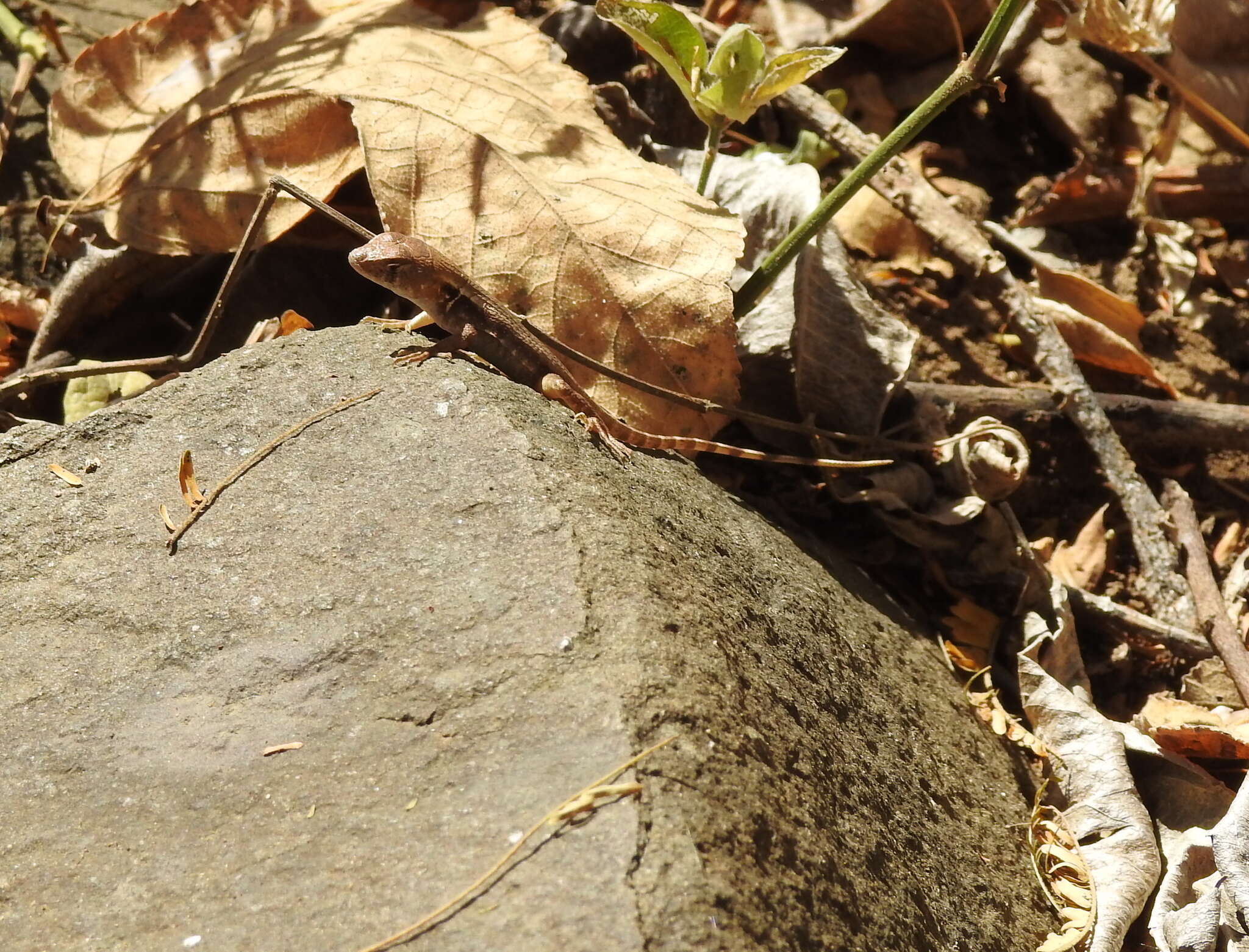 Sivun Sceloporus utiformis Cope 1864 kuva