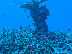 Sivun Acropora valenciennesi (Milne Edwards 1860) kuva