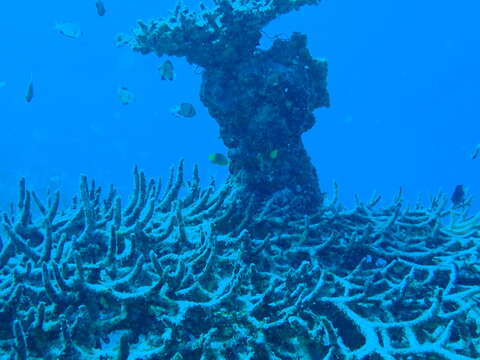 Imagem de Acropora valenciennesi (Milne Edwards 1860)