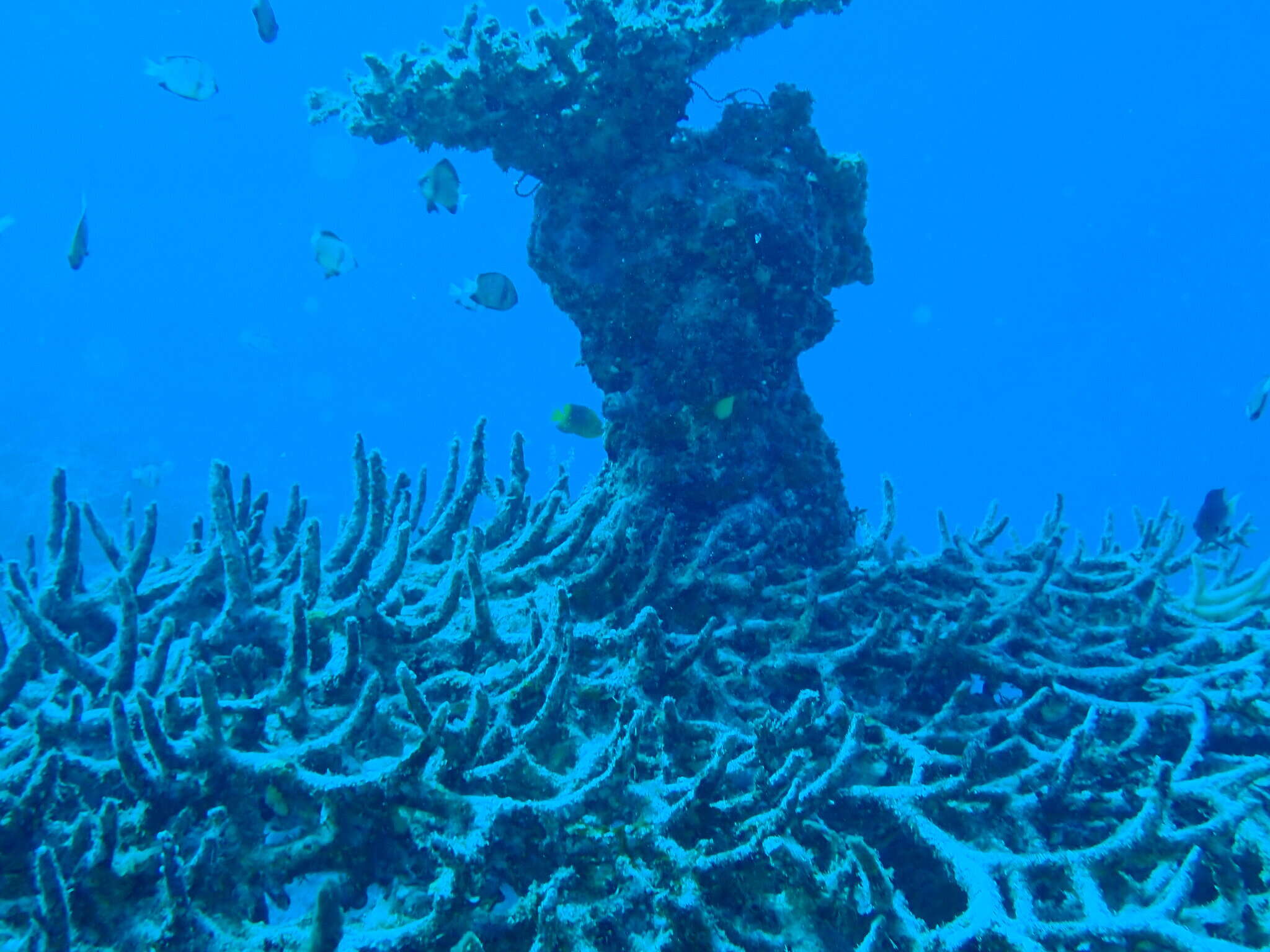 Imagem de Acropora valenciennesi (Milne Edwards 1860)